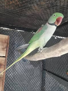 Kashmiri Raaw parrots pair