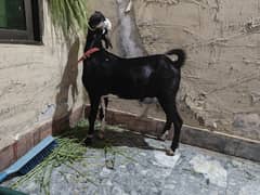 tapra goat for sale