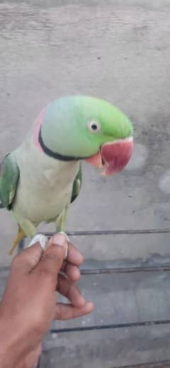 Hand