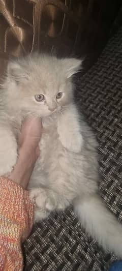 persian