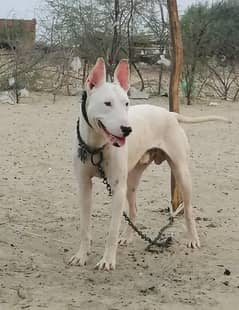 gultair male for sale