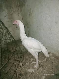 full paper white heera
