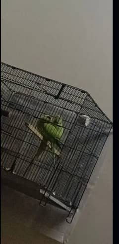 parrot
