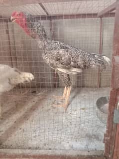Shamo
