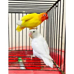 Lutino Red eye Breeder pair