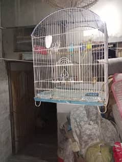 cage 2 birds budgie 1 albino