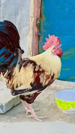 murga