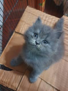 Cute