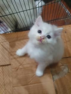 Cute little kitten for sale