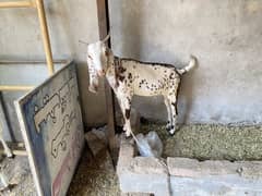 Bakra for eid