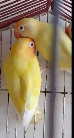 Love