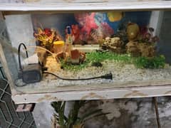 fish aquarium