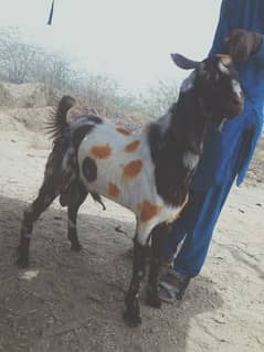 Qurbani ka Bakra  2dant.