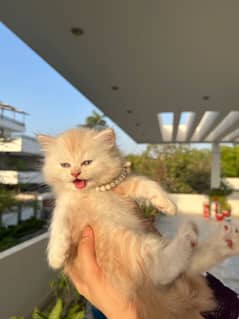 PERSIAN