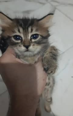 Male Kitten Very playfulll