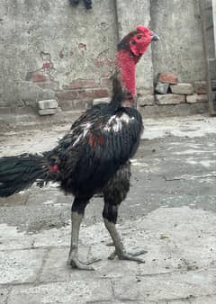 Pure Thai pakoyo chicks for sale old blood line