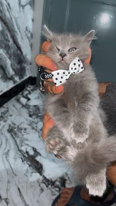 kitten