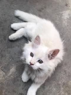 Persian
