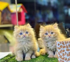 Persian