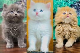Persian triple coated punch face kitten available for sale