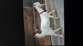 bakra 2dant khassi for sale