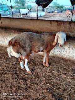 Two Turkey Male Sheep