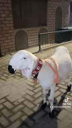 dumba for Sale