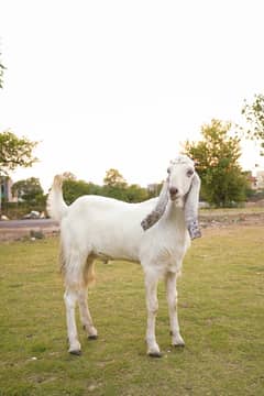 Bakra for Slae