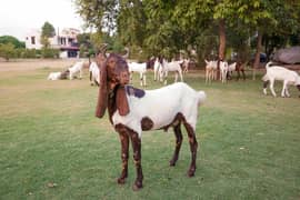 Bakra for Slae