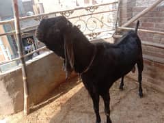 bakra
