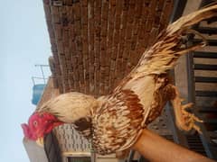 Aseel murgha final price 03165275173