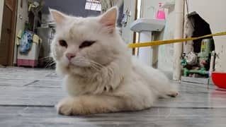 Male Persian cat