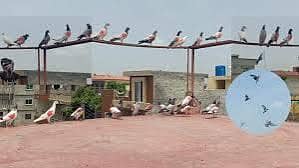 high fly pigeon
