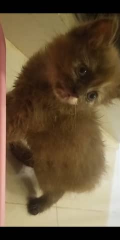CHOCOLATE COLOR,TRIPLE COATED KITTEN,DELIVERY AVAILABLE ALL OVER