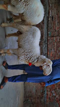 2 Mundra Male sheep