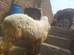 kajla chatra for sale location lahore