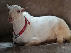 Bakra taddy
