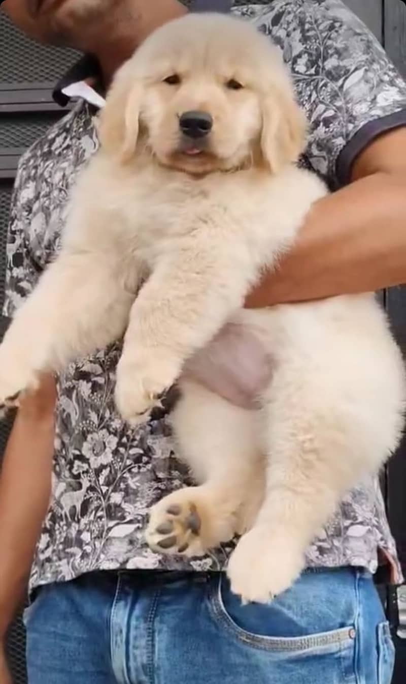 golden retriever puppy for sale 0