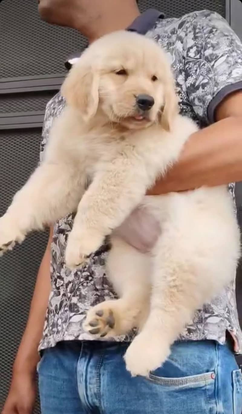 golden retriever puppy for sale 2