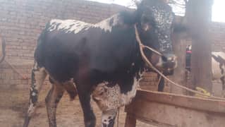 bull
