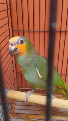 orange wings Amazon for sale 0/3/1/6/2/4/0/2/5/3/5