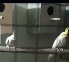 urgent for sale breding pair
