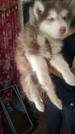 husky