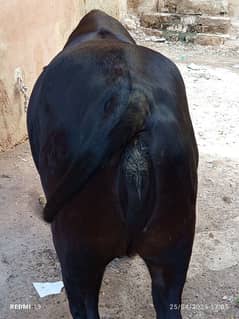 Bachri For sale