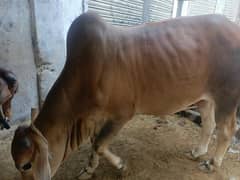 cow