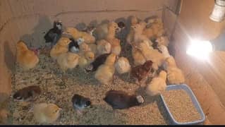golden buff chicks brahma ayam cemani rir asterlop bantam silky aseel