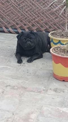 pug female home love pet