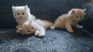 Persian