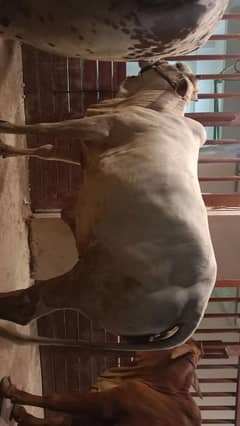 BACHRIYN (cow) FOR SALE
