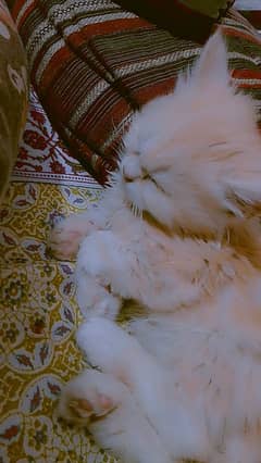 Persian kittens  male female
